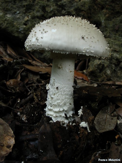 Amanita echinocephala